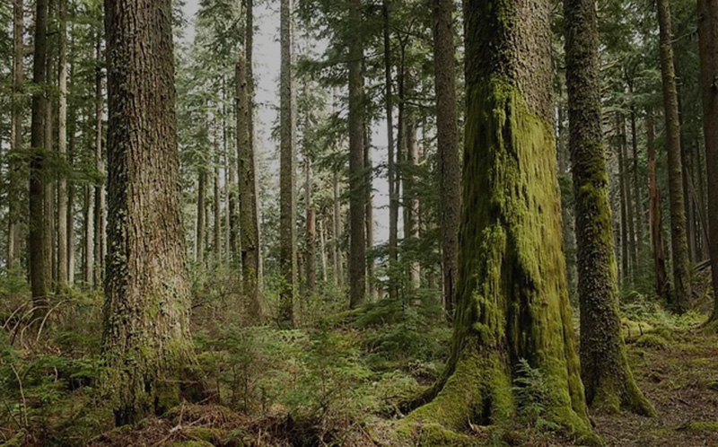 Chilliwack Community Forest