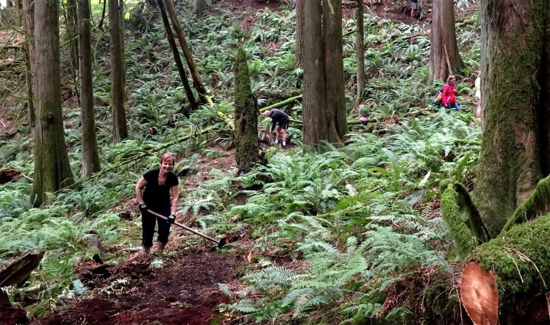 In the ferns PS1800 In the ferns PS1800